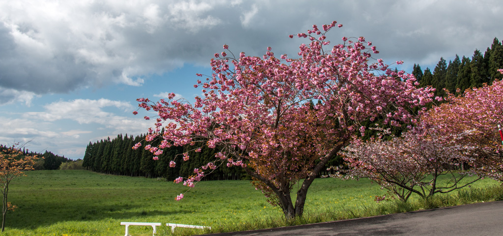 トラピストの桜と草原